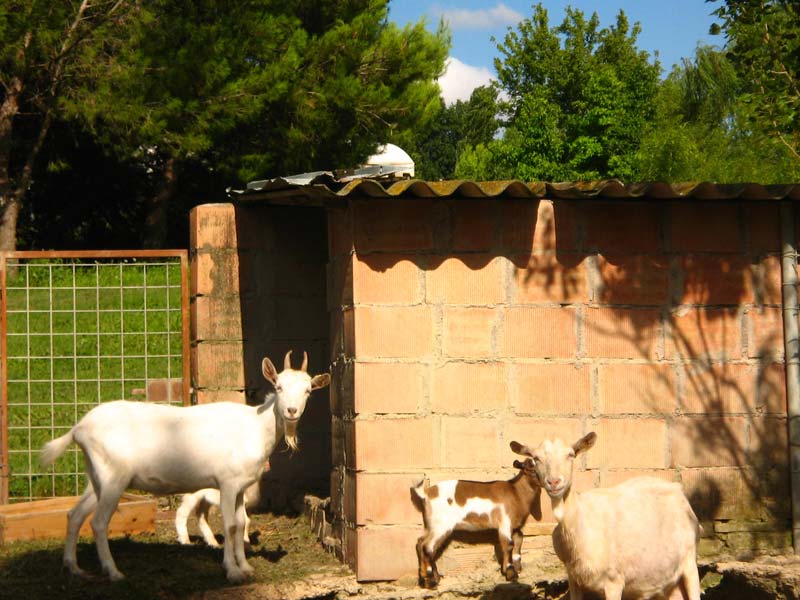 La fattoria dell'Azienda Agricola Le Case Macerata