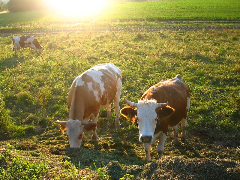 La fattoria dell'Azienda Agricola Le Case Macerata